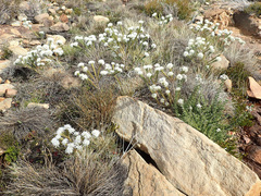 Lachnaea filamentosa