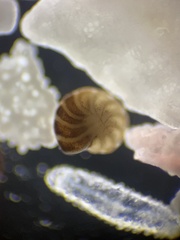 Foraminifera