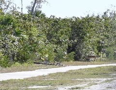 Odocoileus virginianus clavium