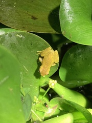 Dendropsophus carnifex