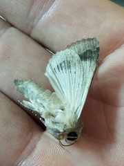 Pandesma