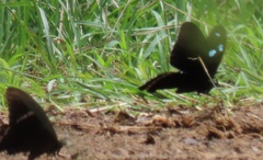 Papilio nireus lyaeus