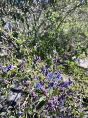Ceanothus