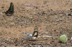 Papilio nireus lyaeus