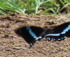 Papilio nireus lyaeus