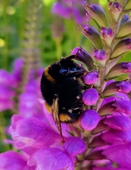 Bombus terrestris audax