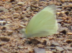 Appias epaphia contracta