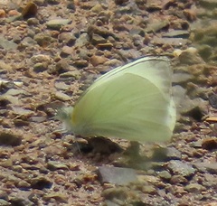 Appias epaphia contracta