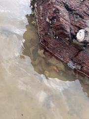 Gymnothorax prasinus