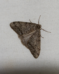 Phigalia strigataria