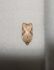 Acleris