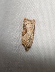 Acleris
