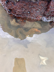 Gymnothorax prasinus