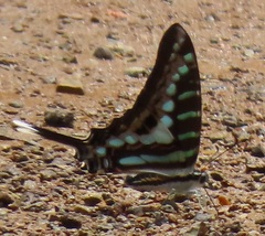 Graphium policenes policenes