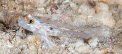 Flasher Sand-Goby photo 4