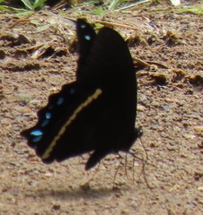 Papilio nireus lyaeus