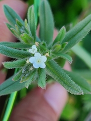 Buglossoides arvensis