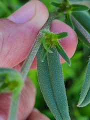 Buglossoides arvensis