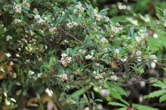 Photinia davidiana