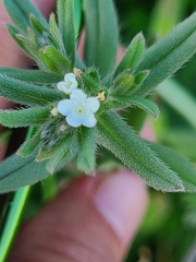 Buglossoides arvensis