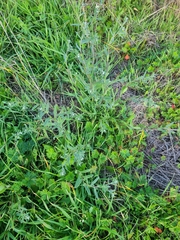 Buglossoides arvensis