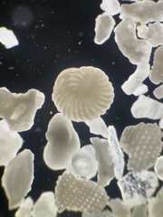 Foraminifera