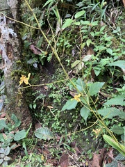 Cyrtochilum macranthum