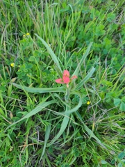 Castilleja indivisa