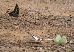 Graphium policenes policenes