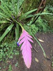 Wallisia pretiosa