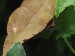 Hypopyra capensis