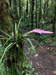 Wallisia pretiosa