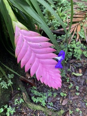 Wallisia pretiosa