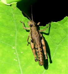 Phaulacridium vittatum