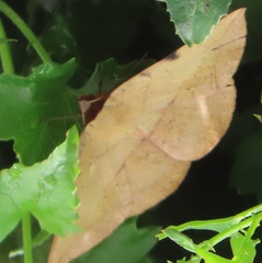 Hypopyra capensis