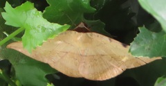 Hypopyra capensis