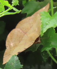 Hypopyra capensis