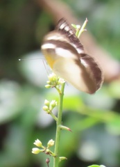 Appias epaphia contracta