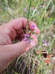 Comesperma hispidulum
