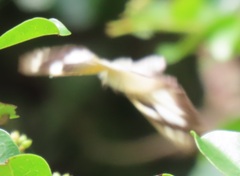 Appias epaphia contracta