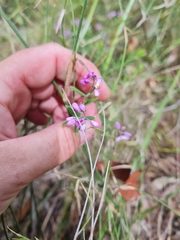 Comesperma hispidulum