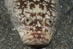 Uranoscopus bicinctus