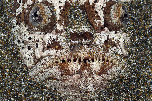 Blackbanded stargazer (Uranoscopus bicinctus) — Uranoscopidae — 5