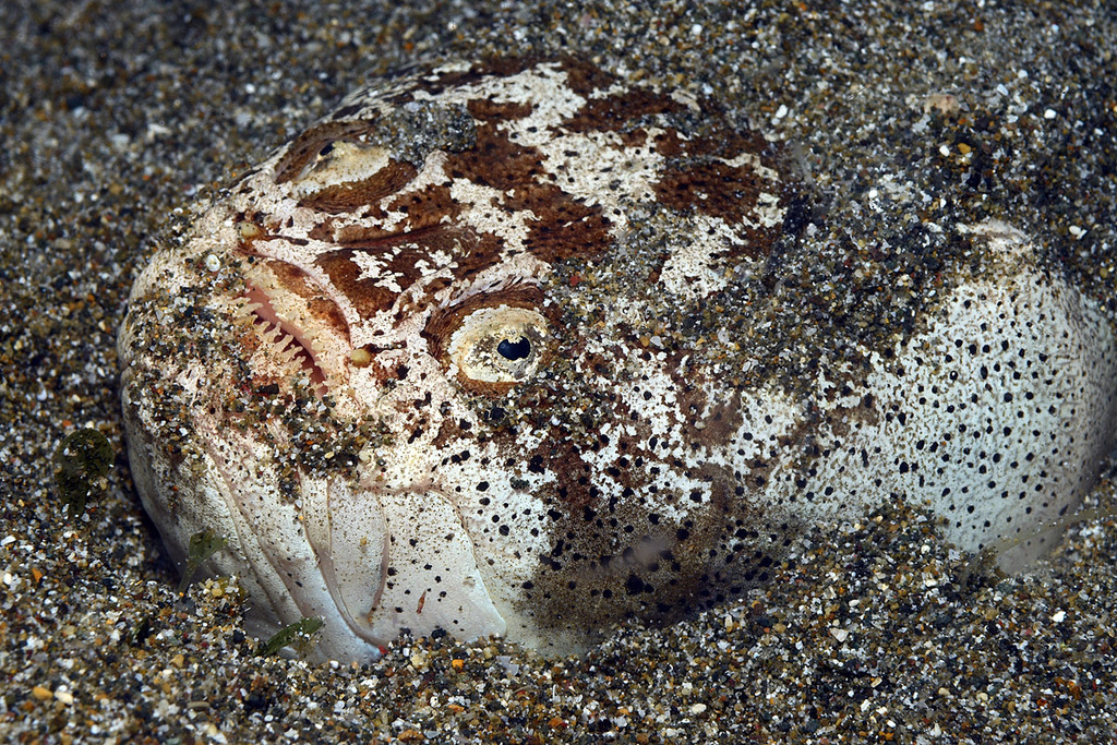 Tweeband-sterrenkijker (Uranoscopus bicinctus) — Uranoscopidae