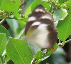 Appias epaphia contracta