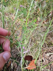Comesperma hispidulum