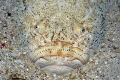 Uranoscopus sulphureus