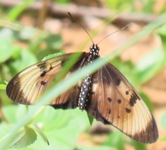 Acraea natalica