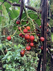 Chamaedorea linearis