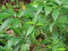 Tricalysia